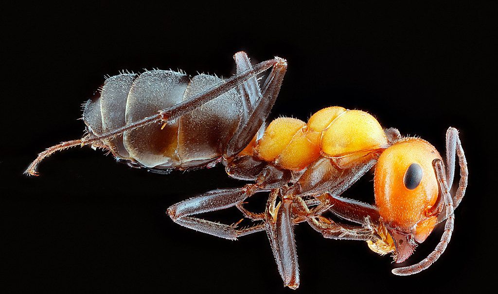 Ant Control service in Garden Grove, CA