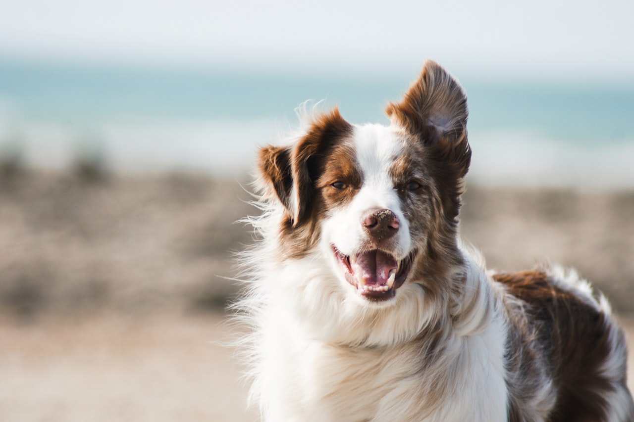 Flea & Tick Control service in Garden Grove, CA