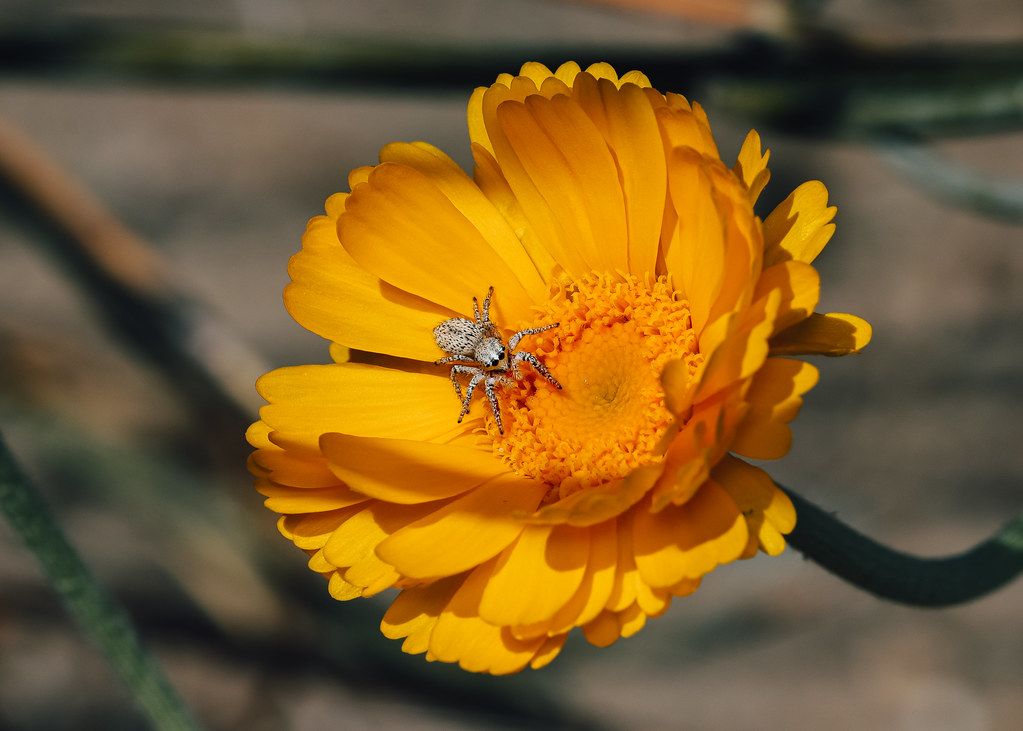 Spider Control service in Garden Grove, CA